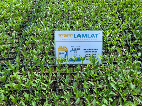 水溶肥品牌,辣椒施肥,翠姆水溶肥 水溶肥品牌,辣椒施肥,翠姆水溶肥