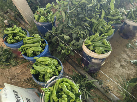 水溶肥品牌,辣椒施肥,翠姆水溶肥 水溶肥品牌,辣椒施肥,翠姆水溶肥