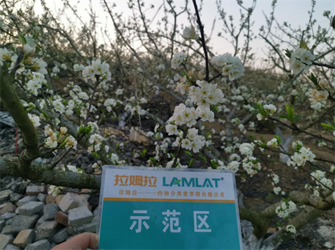 水溶肥廠家,蜂糖李種植,拉姆拉特種肥 水溶肥廠家,蜂糖李種植,拉姆拉特種肥