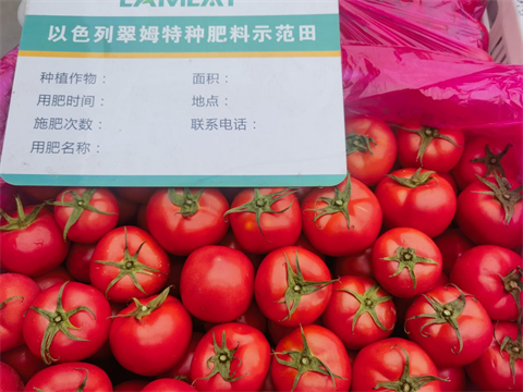 進口水溶肥,番茄種植,翠姆水溶肥 進口水溶肥,番茄種植,翠姆水溶肥