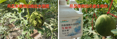 進口水溶肥,吊瓜種植,伯示麥水溶肥 進口水溶肥,吊瓜種植,伯示麥水溶肥