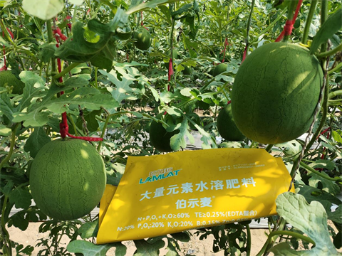 進口水溶肥,吊瓜種植,伯示麥水溶肥 進口水溶肥,吊瓜種植,伯示麥水溶肥