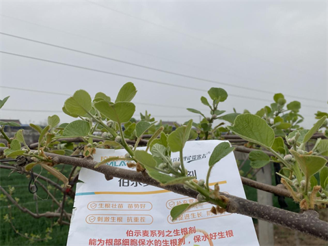 進(jìn)口水溶肥,獼猴桃施肥,伯示麥水溶肥 進(jìn)口水溶肥,獼猴桃施肥,伯示麥水溶肥