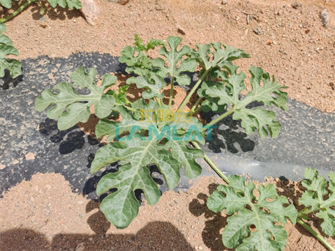 葉面肥廠家,西瓜種植,拉姆拉水溶肥 葉面肥廠家,西瓜種植,拉姆拉水溶肥