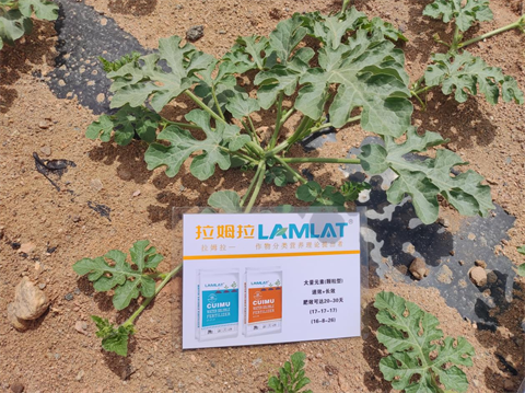 葉面肥廠家,西瓜種植,拉姆拉水溶肥 葉面肥廠家,西瓜種植,拉姆拉水溶肥