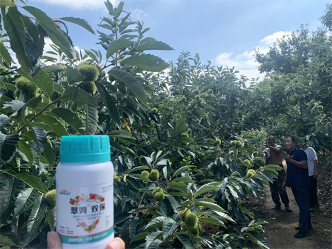 水溶肥品牌,板栗?；ū９?翠姆雙保