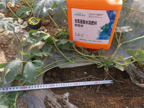 進(jìn)口水溶肥,西瓜種植,翠姆水溶肥 進(jìn)口水溶肥,西瓜種植,翠姆水溶肥