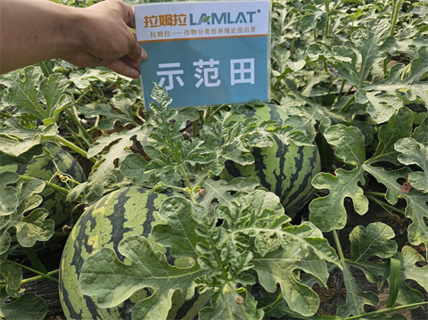 進(jìn)口水溶肥,西瓜種植,翠姆水溶肥 進(jìn)口水溶肥,西瓜種植,翠姆水溶肥