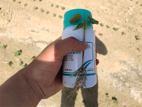 進(jìn)口水溶肥,棉花施肥,翠姆水溶肥 進(jìn)口水溶肥,棉花施肥,翠姆水溶肥