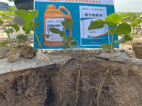 進(jìn)口水溶肥,棉花施肥,翠姆水溶肥 進(jìn)口水溶肥,棉花施肥,翠姆水溶肥