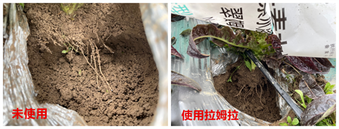 進(jìn)口水溶肥,萵筍種植,拉姆拉 進(jìn)口水溶肥,萵筍種植,拉姆拉