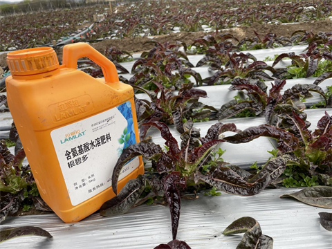 進(jìn)口水溶肥,萵筍種植,拉姆拉 進(jìn)口水溶肥,萵筍種植,拉姆拉