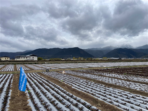 進(jìn)口水溶肥,萵筍種植,拉姆拉 進(jìn)口水溶肥,萵筍種植,拉姆拉