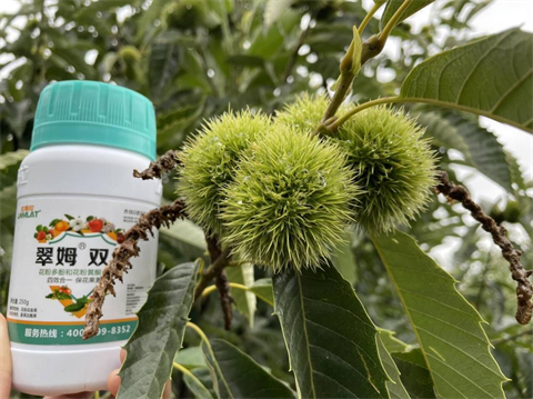 葉面肥品牌,板栗種植,翠姆水溶肥 葉面肥品牌,板栗種植,翠姆水溶肥