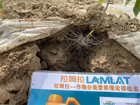 番茄移栽,根碧多,翠姆微生物菌劑 番茄移栽,根碧多,翠姆微生物菌劑