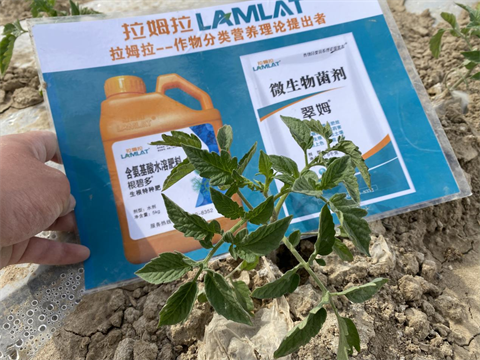 番茄移栽,根碧多,翠姆微生物菌劑 番茄移栽,根碧多,翠姆微生物菌劑