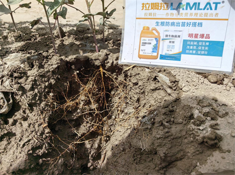 進(jìn)口水溶肥,棉花施肥,翠姆水溶肥 進(jìn)口水溶肥,棉花施肥,翠姆水溶肥