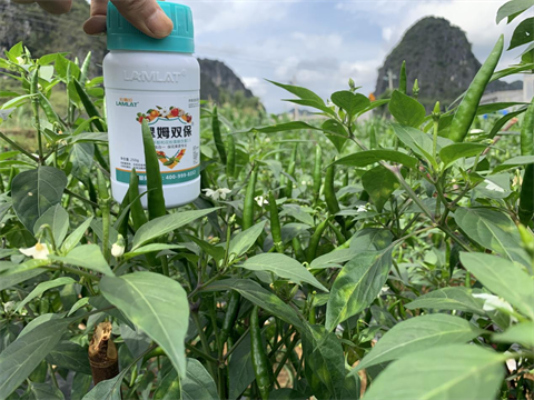 葉面肥廠家,辣椒施肥,翠姆雙保 葉面肥廠家,辣椒施肥,翠姆雙保