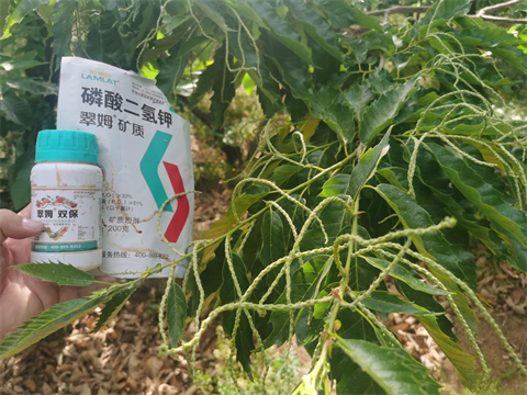 進口葉面肥,板栗種植,翠姆葉面肥 進口葉面肥,板栗種植,翠姆葉面肥