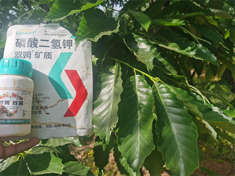 進口葉面肥,板栗種植,翠姆葉面肥 進口葉面肥,板栗種植,翠姆葉面肥