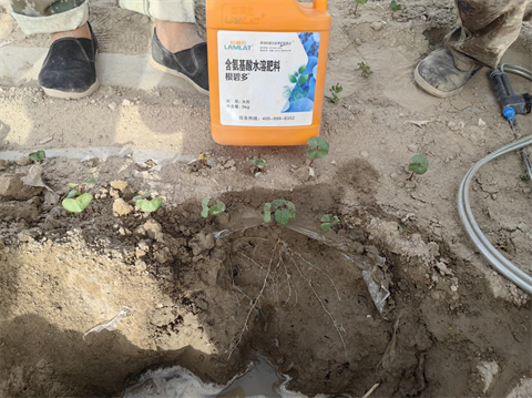 水溶肥廠家,棉花種植,翠姆水溶肥 水溶肥廠家,棉花種植,翠姆水溶肥