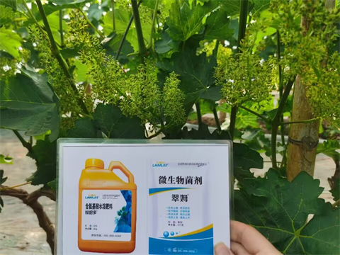 水溶肥品牌,葡萄種植,翠姆水溶肥 水溶肥品牌,葡萄種植,翠姆水溶肥