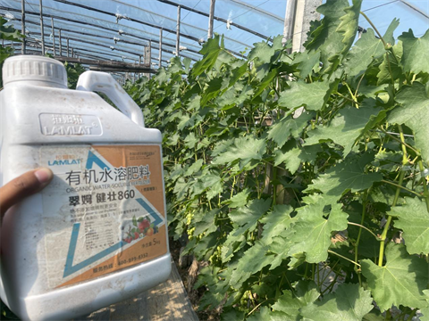 水溶肥品牌,葡萄種植,翠姆水溶肥 水溶肥品牌,葡萄種植,翠姆水溶肥