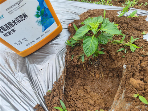 水溶肥廠家,辣椒移栽,翠姆根碧多 水溶肥廠家,辣椒移栽,翠姆根碧多