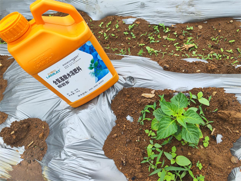 水溶肥廠家,辣椒移栽,翠姆根碧多 水溶肥廠家,辣椒移栽,翠姆根碧多