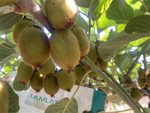 水溶肥廠家,獼猴桃種植,伯示麥水溶肥 水溶肥廠家,獼猴桃種植,伯示麥水溶肥