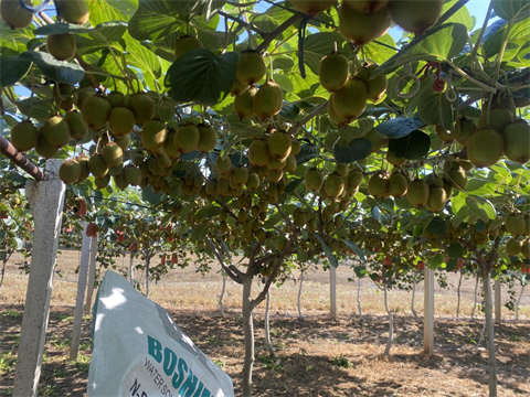 水溶肥廠家,獼猴桃種植,伯示麥水溶肥 水溶肥廠家,獼猴桃種植,伯示麥水溶肥