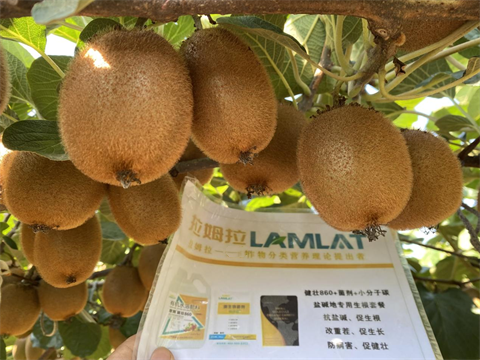 水溶肥廠家,獼猴桃種植,伯示麥水溶肥 水溶肥廠家,獼猴桃種植,伯示麥水溶肥