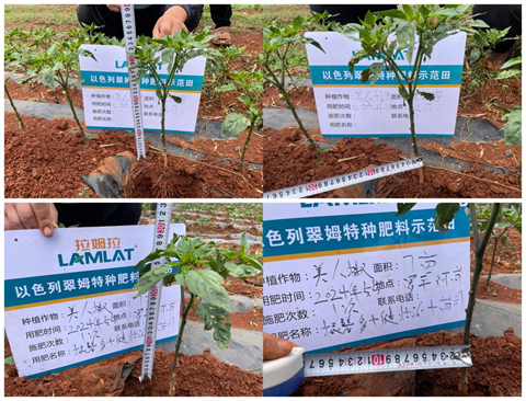 水溶肥廠家,辣椒種植,拉姆拉水溶肥 水溶肥廠家,辣椒種植,拉姆拉水溶肥