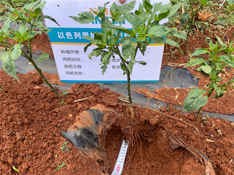 水溶肥廠家,辣椒種植,拉姆拉水溶肥 水溶肥廠家,辣椒種植,拉姆拉水溶肥