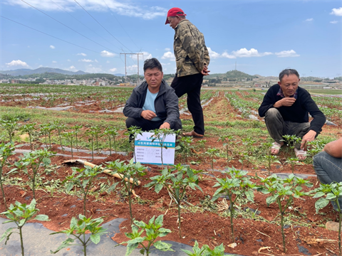 水溶肥廠家,辣椒種植,拉姆拉水溶肥 水溶肥廠家,辣椒種植,拉姆拉水溶肥