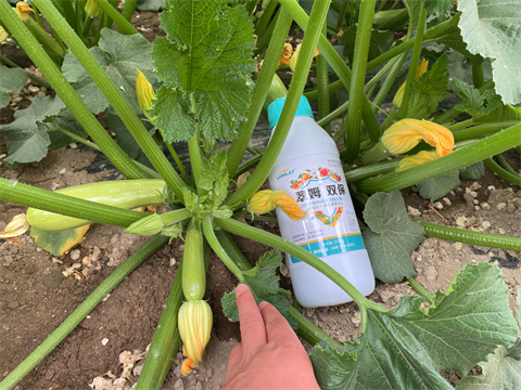 水溶肥品牌,葫蘆種植,翠姆水溶肥 水溶肥品牌,葫蘆種植,翠姆水溶肥