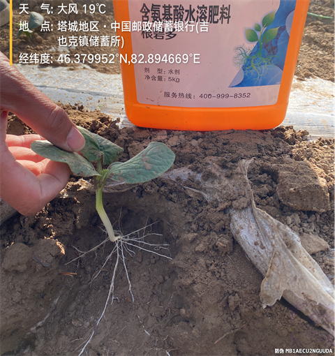 水溶肥品牌,葫蘆種植,翠姆水溶肥 水溶肥品牌,葫蘆種植,翠姆水溶肥