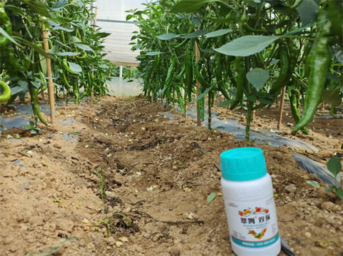 進(jìn)口葉面肥,辣椒施肥,翠姆雙保 進(jìn)口葉面肥,辣椒施肥,翠姆雙保