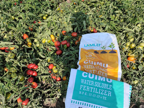 水溶肥,醬番茄種植,翠姆水溶肥 水溶肥,醬番茄種植,翠姆水溶肥