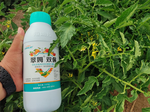 水溶肥,醬番茄種植,翠姆水溶肥 水溶肥,醬番茄種植,翠姆水溶肥