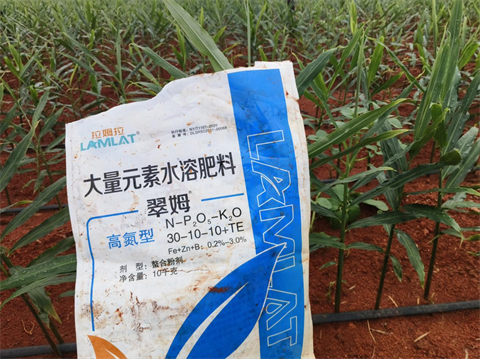 水溶肥廠家,大姜種植,翠姆水溶肥 水溶肥廠家,大姜種植,翠姆水溶肥