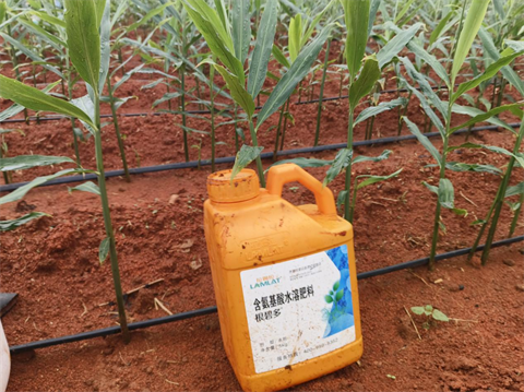 水溶肥廠家,大姜種植,翠姆水溶肥 水溶肥廠家,大姜種植,翠姆水溶肥
