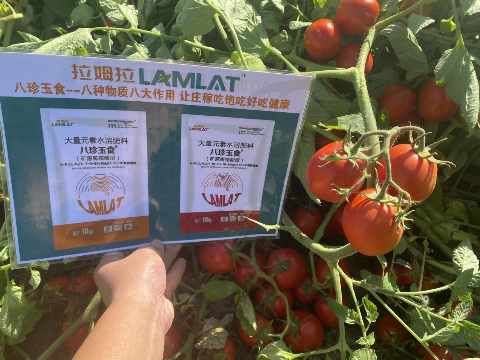水溶肥廠家,番茄種植,拉姆拉水溶肥 水溶肥廠家,番茄種植,拉姆拉水溶肥