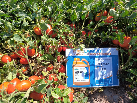 水溶肥廠家,番茄種植,拉姆拉水溶肥 水溶肥廠家,番茄種植,拉姆拉水溶肥