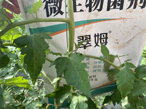 水溶肥廠家,土壤鹽漬化,翠姆水溶肥 水溶肥廠家,土壤鹽漬化,翠姆水溶肥