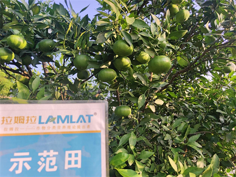 水溶肥品牌,柑橘施肥,翠姆顆粒水溶肥 水溶肥品牌,柑橘施肥,翠姆顆粒水溶肥