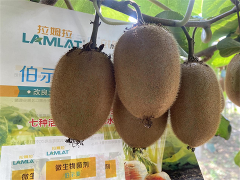 水溶肥品牌,獼猴桃種植,伯示麥水溶肥 水溶肥品牌,獼猴桃種植,伯示麥水溶肥