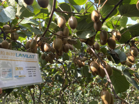 水溶肥品牌,獼猴桃種植,伯示麥水溶肥 水溶肥品牌,獼猴桃種植,伯示麥水溶肥