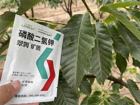 葉面肥品牌,板栗施肥,翠姆磷酸二氫鉀 葉面肥品牌,板栗施肥,翠姆磷酸二氫鉀