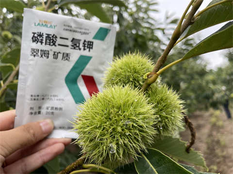 葉面肥品牌,板栗施肥,翠姆磷酸二氫鉀 葉面肥品牌,板栗施肥,翠姆磷酸二氫鉀